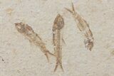 Fossil Fish (Knightia) Plate- Wyoming #111237-1